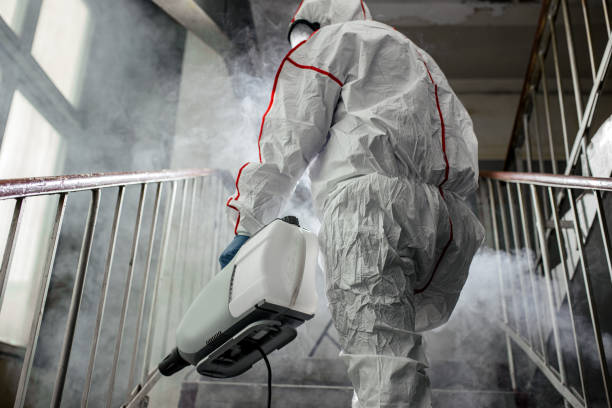 Professional Mold Removal in Mesa Del Caballo, AZ